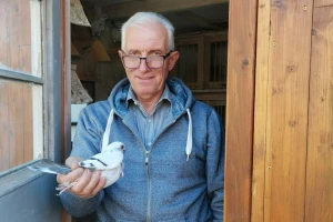 Italijanski galebić: Uzgoj počeo u Švajcarskoj, nastavio u Srbiji
