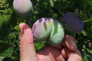 Nikad ranija berba voća: Letnju rezidbu ne obavljajte,  trule plodove uklonite