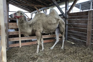Na Bjelovarskom sajmu goveda, svinje, ali i dvogrba kamila Đurđica!