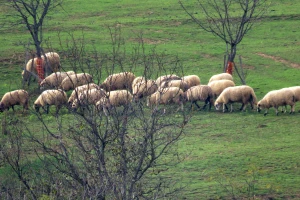 Udružili se članovi mafije i birokratije - oštetili EU za oko pet miliona evra