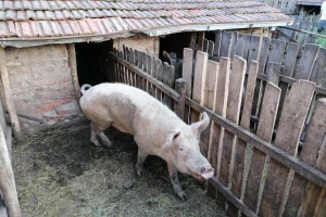 Afrička kuga svinja potvrđena u Smederevu