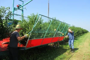 Prva berba višnje od evropskih para
