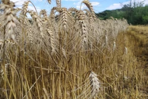 Panika i turbulencije na berzama žitarica se nastavljaju