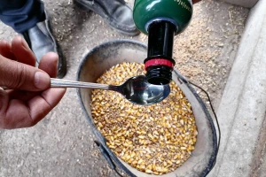 Jabukovo sirće: Poboljšava mlečnost krava, olakšava telenje, leči mastitis?