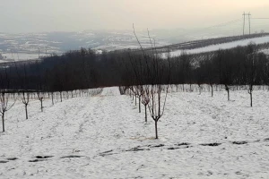 Gde, kada i kako rezati mlada stabala šljiva?