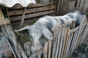 Afrička kuga svinja u selu Trnjane kod Negotina