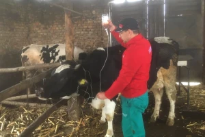Pitali smo stočare i veterinare: Strahujete li od slinavke i šapa?