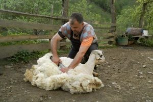Zimi ništa ne greje dobro kao vuna, ali za nju nema kupaca