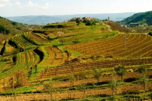 Istra - vinski region godine