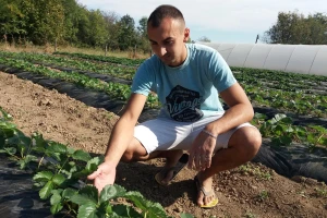 Stalnorađajuće jagode - početnička hrabrost ili pametan ulog?