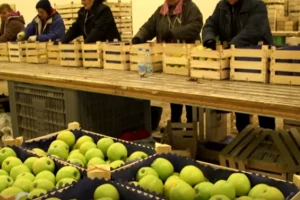 Trendovi diktiraju konkurentnost na tržištu