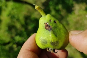 U toku je piljenje larvi druge generacije jabukinog smotavca