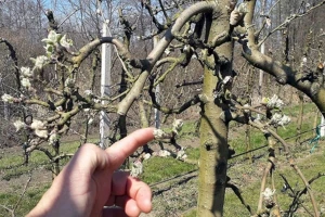 Alternativna rodnost jabuke: Zašto je važno proređivanje?
