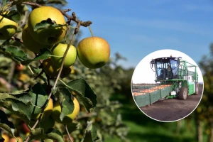 Mašina KT20 za transport sanduka voća štedi do 75% vremena od klasičnog transporta