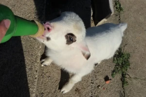 Koje su prednosti hladne zamene mleka za jagnjad?