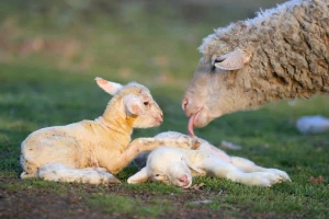 Šta treba znati o postupku jagnjenja?