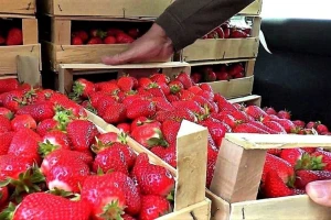 Rusi traže našu jagodu iz Pocerine, ali i Poljaci?