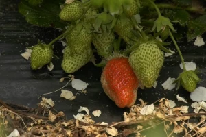 Stižu sremske jagode za prodaju: Proizvođači se nadaju višoj ceni