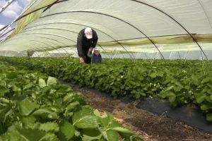 Na šta treba obratiti pažnju prlikom berbe i higijene plodova jagode?