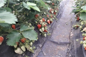 Velika razlika otkupne i prodajne cene jagode - proizvođači najviše na gubitku?