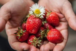 Ekološko ili "ekološko" - proizvodi sa 220 farme pali na kontroli