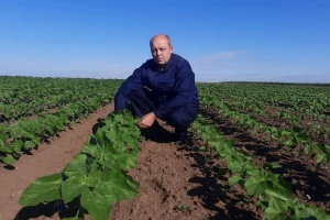 Ratari smanjuju površine pod suncokretom: Loš prinos, niska cena?
