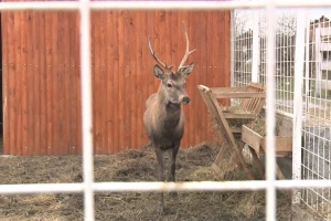 Za manje od godinu dana napravio mini zoo vrt - u planu i etno kuća