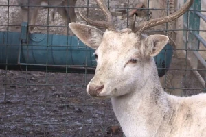 Albino jelen lopatar - veoma redak, a da li je bezbedan u prirodi?