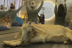 Joga sa kozama na aerodromu