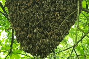 Odbegle pčele sa grane pale pčelaru na glavu, pa se vratile gore