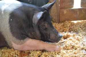 Koronavirus uzrokuje prekid lanca snabdevanja lekova za životinje?