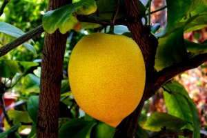 Rezidba limuna u saksiji - kada je najbolje vreme?