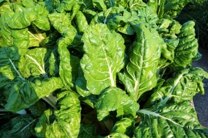 Uzgoj blitve: Vreme setve tempirajte prema berbi