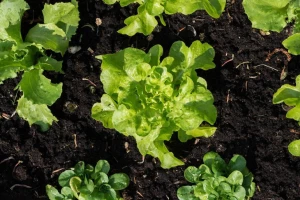 Uzgoj salate: Na šta treba obratiti pažnju?