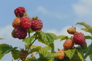 Da li su dobru cenu maline odnele poplave i nedostatak berača?