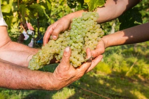 Dunavskim putem vina za promociju proizvođača iz regije Bač - Kiškun