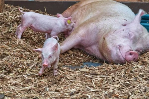 Virus svinjskog gripa G4 ipak ne može da zarazi ljude i postane pandemijski?