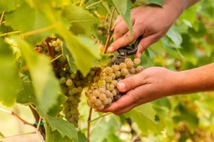 Francuska za ovu godinu prognozira veću proizvodnju vina