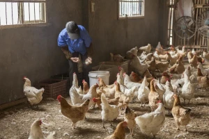 Na dve farme u Australiji potvrđen ptičiji grip