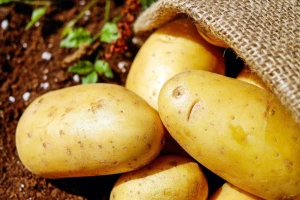Krompir težak 1,6 kilograma rodio u selu Klenje