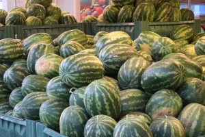 Zašto uvozimo bajat, a naš svež bostan propada?