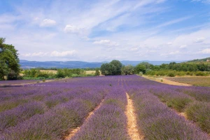 Uzgoj aromatičnog bilja, prerada u etarska ulja, a od otpada - biopelet