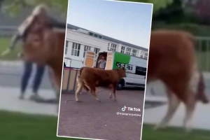 Na sajmu pobegla junica - hvatali je sat vremena