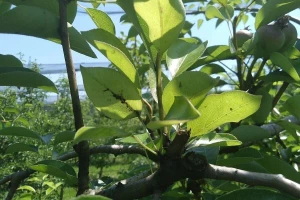 Suzbijte kruškinu buvu bez insekticida - sirćetom, sodom, glinom