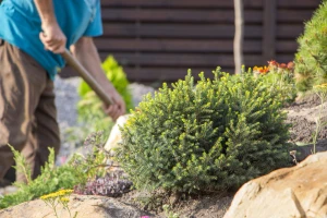 Kako napraviti kamenjar - mini planinu u vrtu