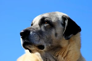 Turski kangal i s vukovima se hvata u koštac
