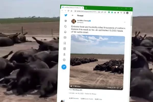 Užas u Kanzasu! Hiljade goveda uginulo zbog ekstremne vrućine i visoke vlage