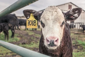 Kina će klonirati čitave farme krava i konja