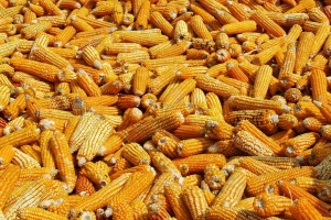 Kukuruz najtrgovanija žitarica na Produktnoj berzi