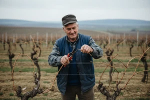 Ko voli da radi, neka vinograd sadi